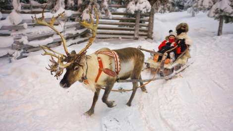 Važinėjimas rogėmis elnių kinkiniu Laplandijoje.